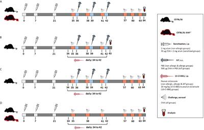 Activation of the aryl hydrocarbon receptor improves allergen-specific immunotherapy of murine allergic airway inflammation: a novel adjuvant option?